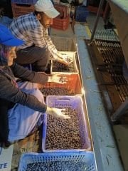 İznik İrisi Zeytin & Black Pearl of İznik | 400 GR